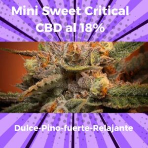 Cogollo de Flor Mini Sweet Critical CBD al 18%