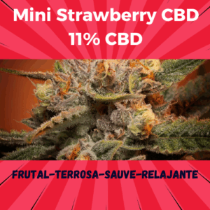 Cogollo de Flor Mini Strawberry CBD 11%