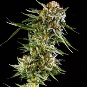 Semilla de Marihuana Feminizada Original Amnesia Haze 29% THC