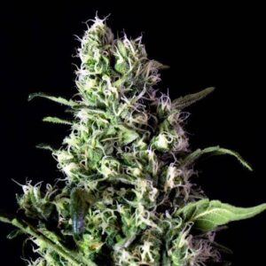 Semilla de Marihuana Feminizada Tangerina 20% THC