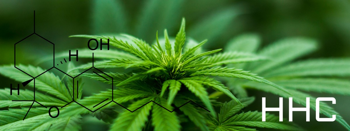 hhc cannabis