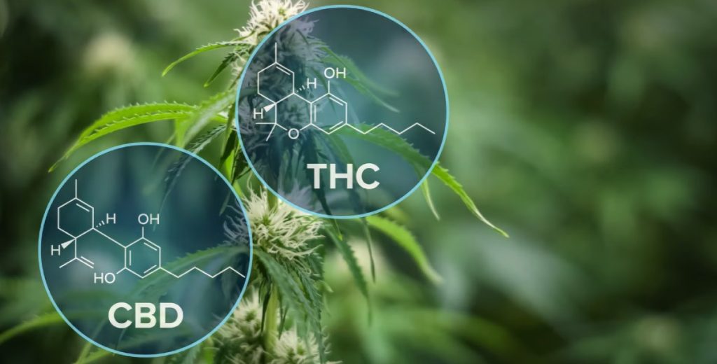 Comparativa fórmula químia CBD vs THC