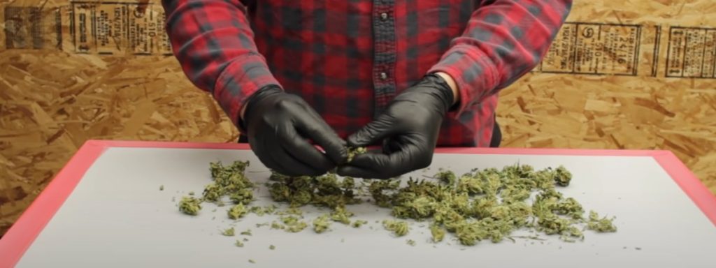 Procesando cannabis