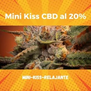Cogollo de Flor Mini Kiss CBD al 20%
