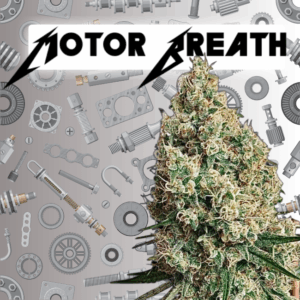 Semilla de Marihuana Motor Breath 28% THC
