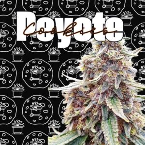 Semilla de Marihuana Feminizada Peyote Cookies 23% THC