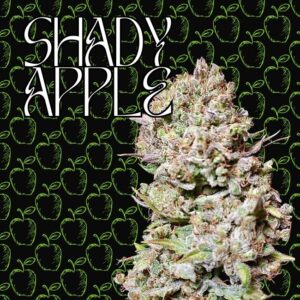 Semilla de Marihuana Feminizada Shady Apple 20% THC