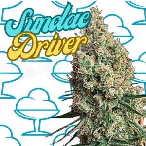 Semilla de Marihuana Feminizada Sundae Driver 25% THC