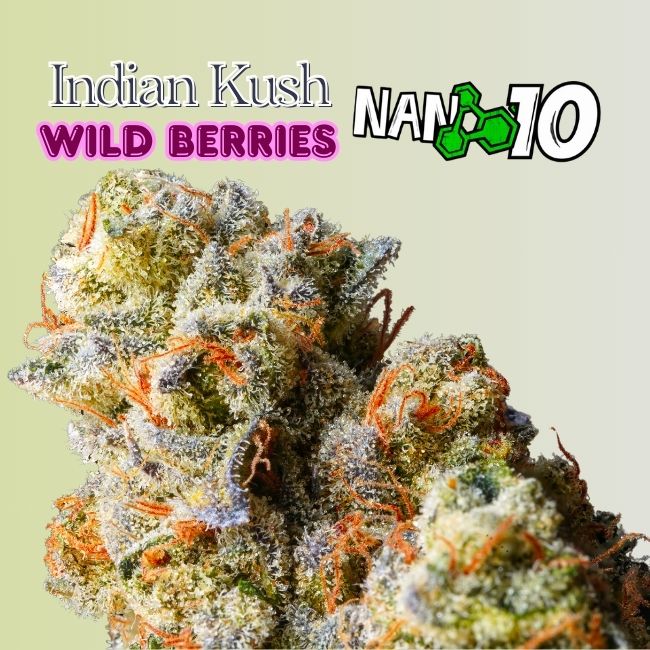 cogollo-de-flor-indian-kush-wild-berries-x-nano-10-cbd-al-55-10