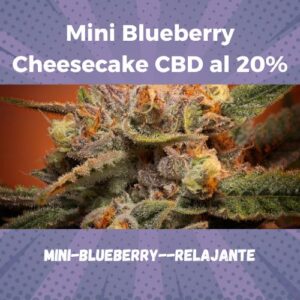 Cogollo de Flor Mini Blueberry Cheesecake CBD al 20%